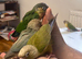 Tamed Baby Conures