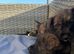 Ready to go! Yorkshire terrier X Staffy puppys