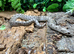 Axanthic Western Hognose at Birmingham Reptiles