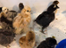 3 to 6 weeks chicks bluebelle ,pekin bantam,green eggers,silkie