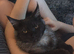 6.5kg male main coon 9 months