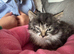 Beautiful fluffy tabby girl