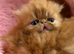 Registered Pedigree persian kittens