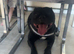 male staffy