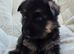 Stunning and strong German Shepherd puppies