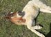 Shetland colt foal