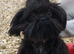 Imperial shihzu puppys