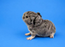 Lakeland Silver Agouti Boar