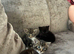 Beautiful kittens