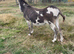 Donkey mares