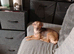 Adult jack Russell