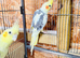 Lovely pair of cockatiels