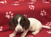 Beautiful unique piebald mini dachshund