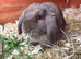 2 beautiful baby mini lops