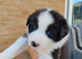 Border Collie/Husky Cross Puppies