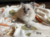 Gorgeous ragdolls kittens for sale