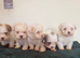 Malshi Puppies