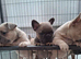 French bulldog pups (kc reg )