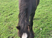 Black traditional cob filly