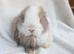 Mini lop