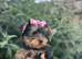 4 beautiful Yorkshire terrier puppy&rsquo;s ready now