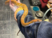 Male breeder
