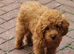 Toy beautiful Red Cavapoo Boy