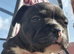 Frenchbully pups