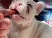 French Bulldog Puppies