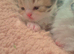 For sale Beautiful Pure Persian Kittens