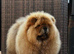 Outstanding male chow chow