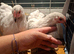 Lavender pekings