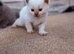 British shorthair kittens