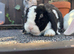 Mini Plush Lops