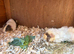 Retired sows