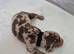 Stunning Miniature Dachshunds