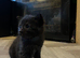 Kittens available
