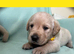 Gorgeous Goldador Puppies