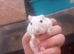 3 bonded gerbile for sale!!