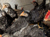 Chicks