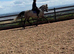 Gorgeous Class 1 Connemara Gelding