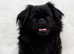 Outstanding Pekingese puppies