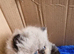 PURE PERSIAN KITTENS FOR SALE