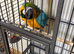 Baby blue and gold macaw