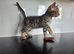 Bengal Boy Kitten
