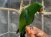 Ready Now HandReared Very Tame Stunning Eclectus Parrot,18