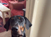 Kobie- 3 year old Gentle Giant