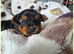 Adorable Yorkshire Terrier puppies.