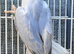 Beautiful Very Rare Violet Oplaine Cleartail Mutation Ringneck Baby