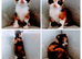 Kittens mixed breed